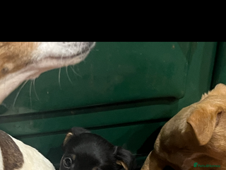 Jack Russell dogs - Advert 24