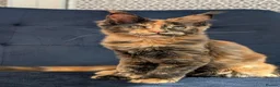 Maine Coon cats for sale: Tica registered Maine coon affectionate girl  - Advert 13