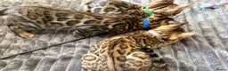 Bengal cats for sale: - Brown & Silver Bengals—Experienced Homes Only - Advert 7