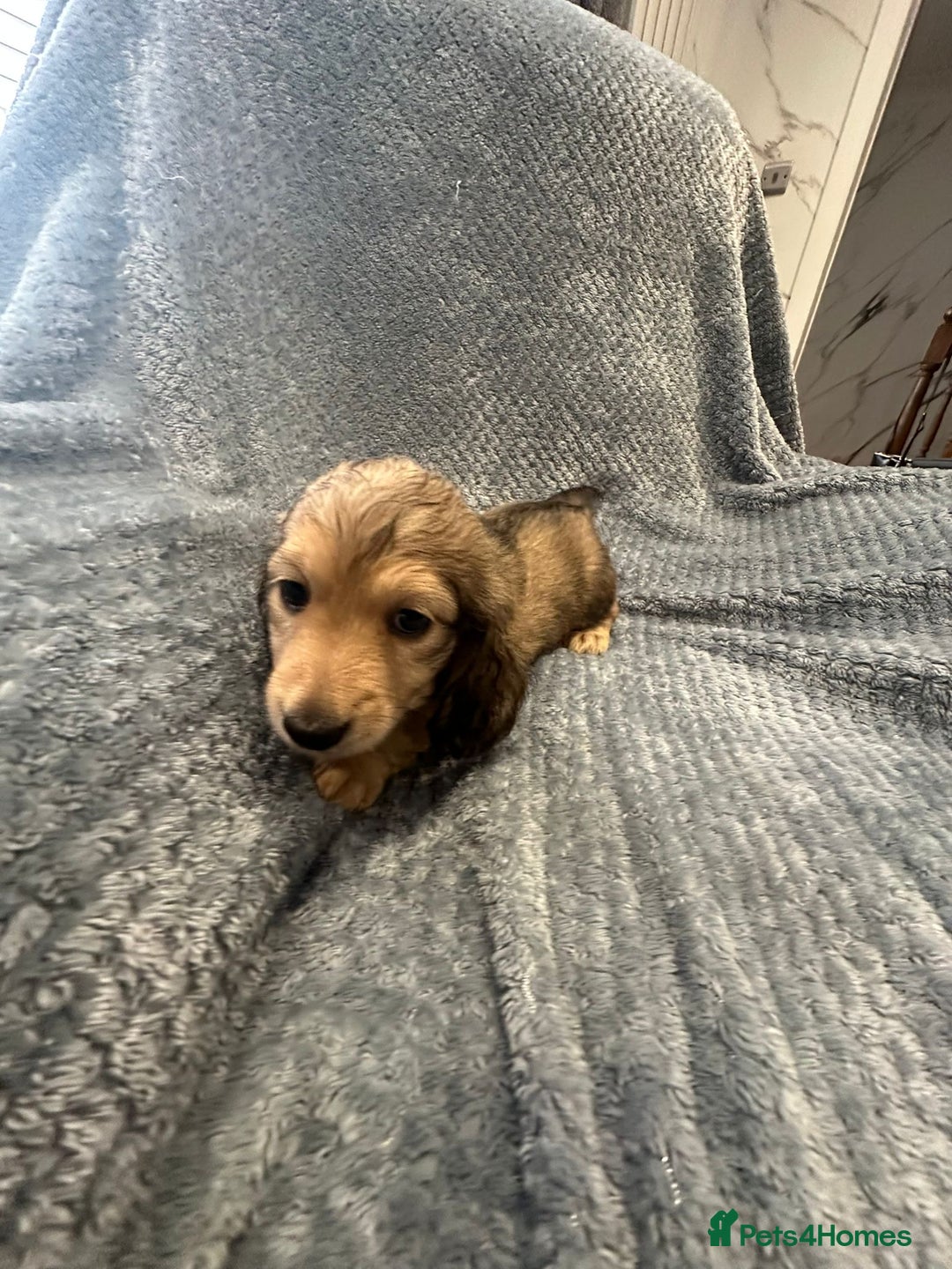 Miniature Dachshund dogs for sale: Miniature long haired CREAM boys  - Image 13