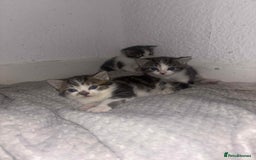 Domestic Shorthair cats for sale: Beautiful babies - Image 2