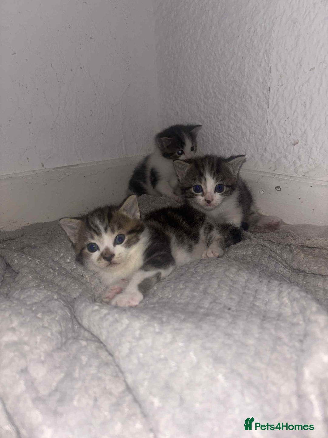 Domestic Shorthair cats for sale: Beautiful babies - Image 2