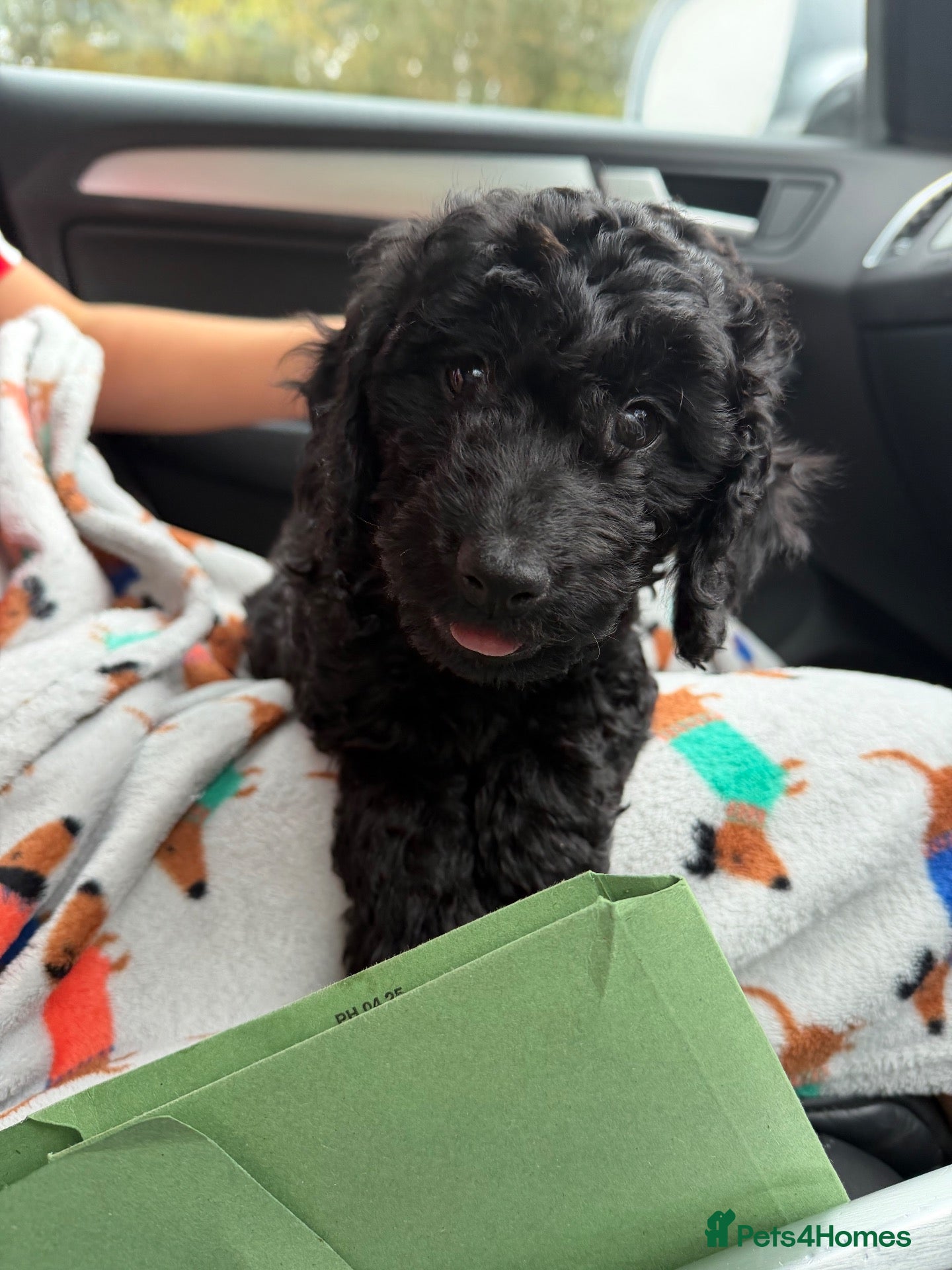 Cockapoo dogs ONE CURLY GORGEOUS COCKAPOO BOY LEFT  - Advert 11