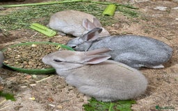 Rex rabbits for sale: Gorgeous rex rabbits - Image 3