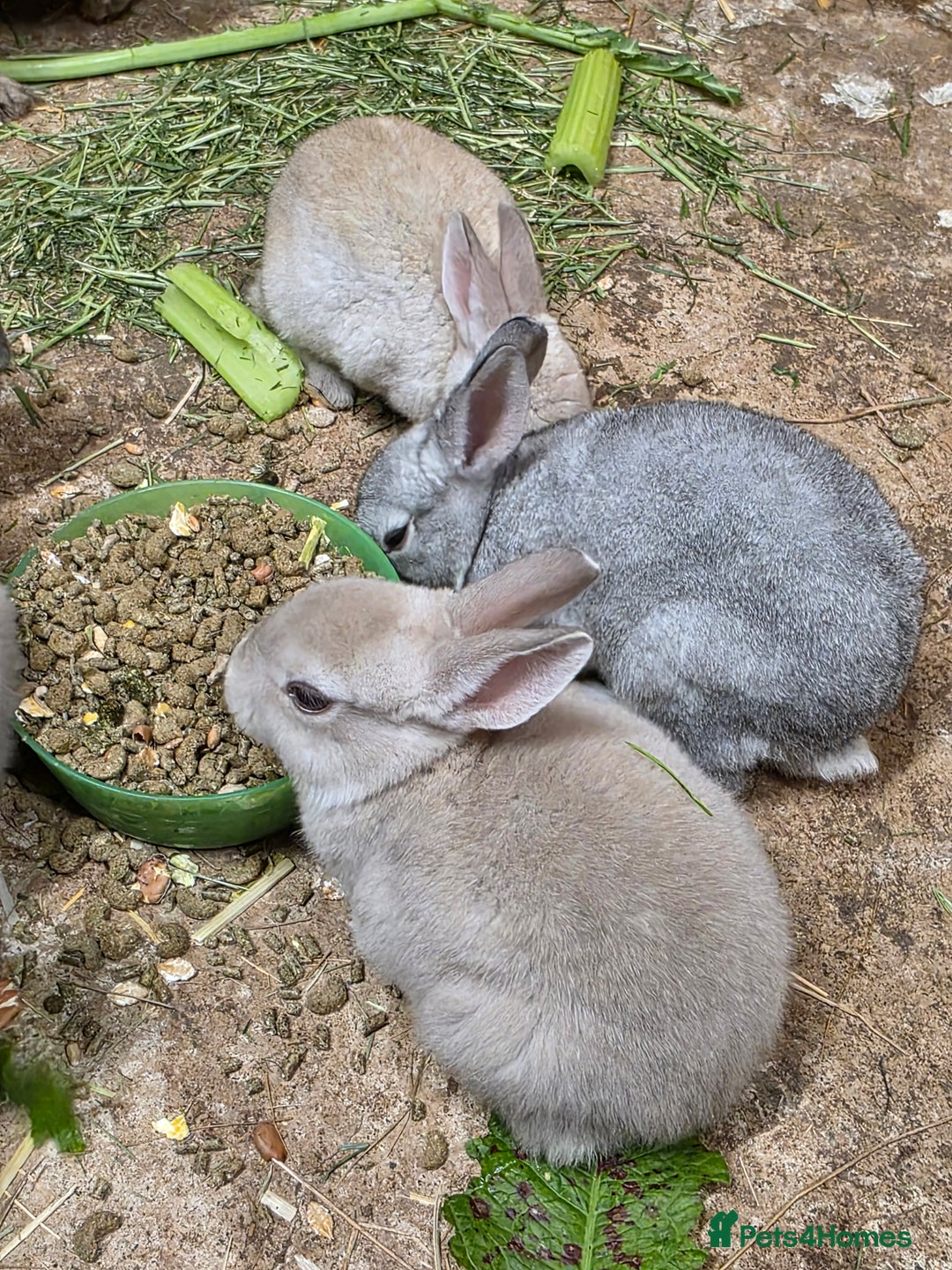 Rex rabbits for sale: Gorgeous rex rabbits - Image 3