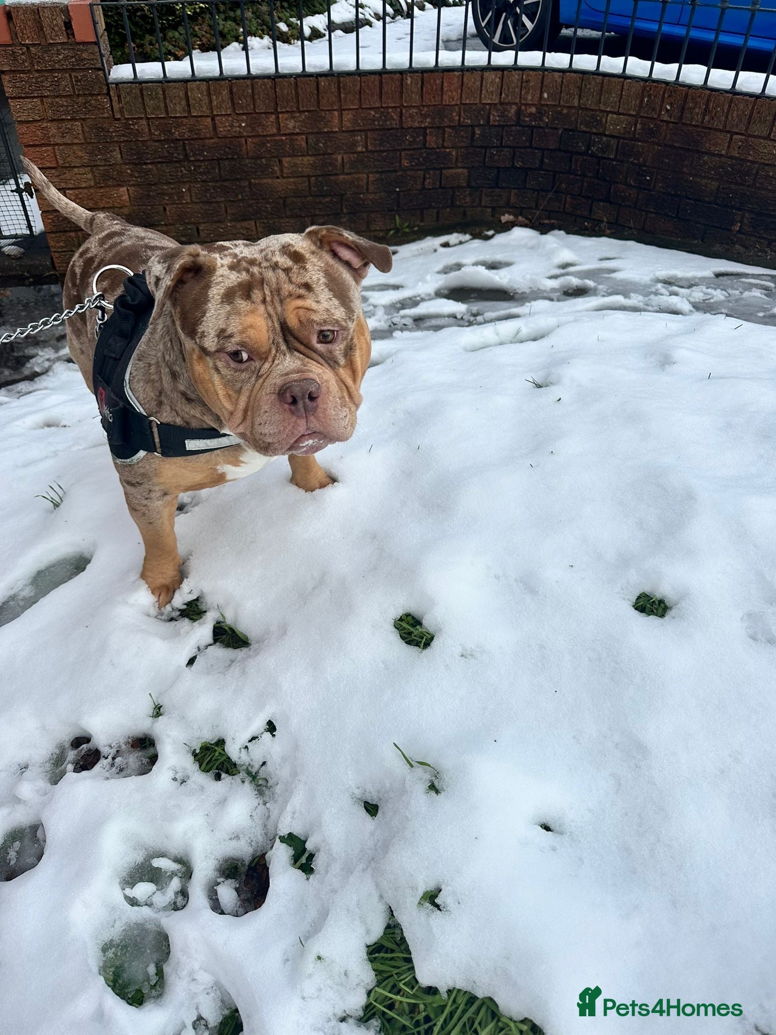 American Bully dogs Pocket bully needs rehoming  - Advert 4