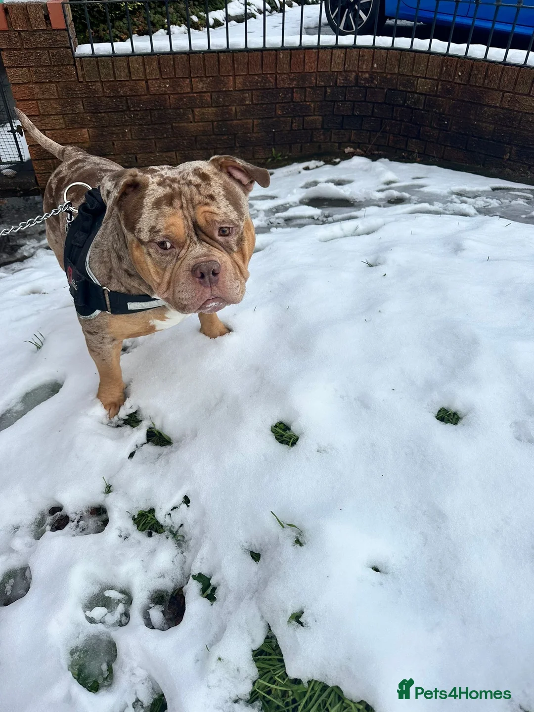 American Bully dogs for sale: Pocket bully needs rehoming  - Advert 1