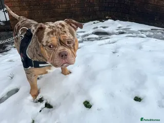 American Bully dogs Pocket bully needs rehoming - Advert 4