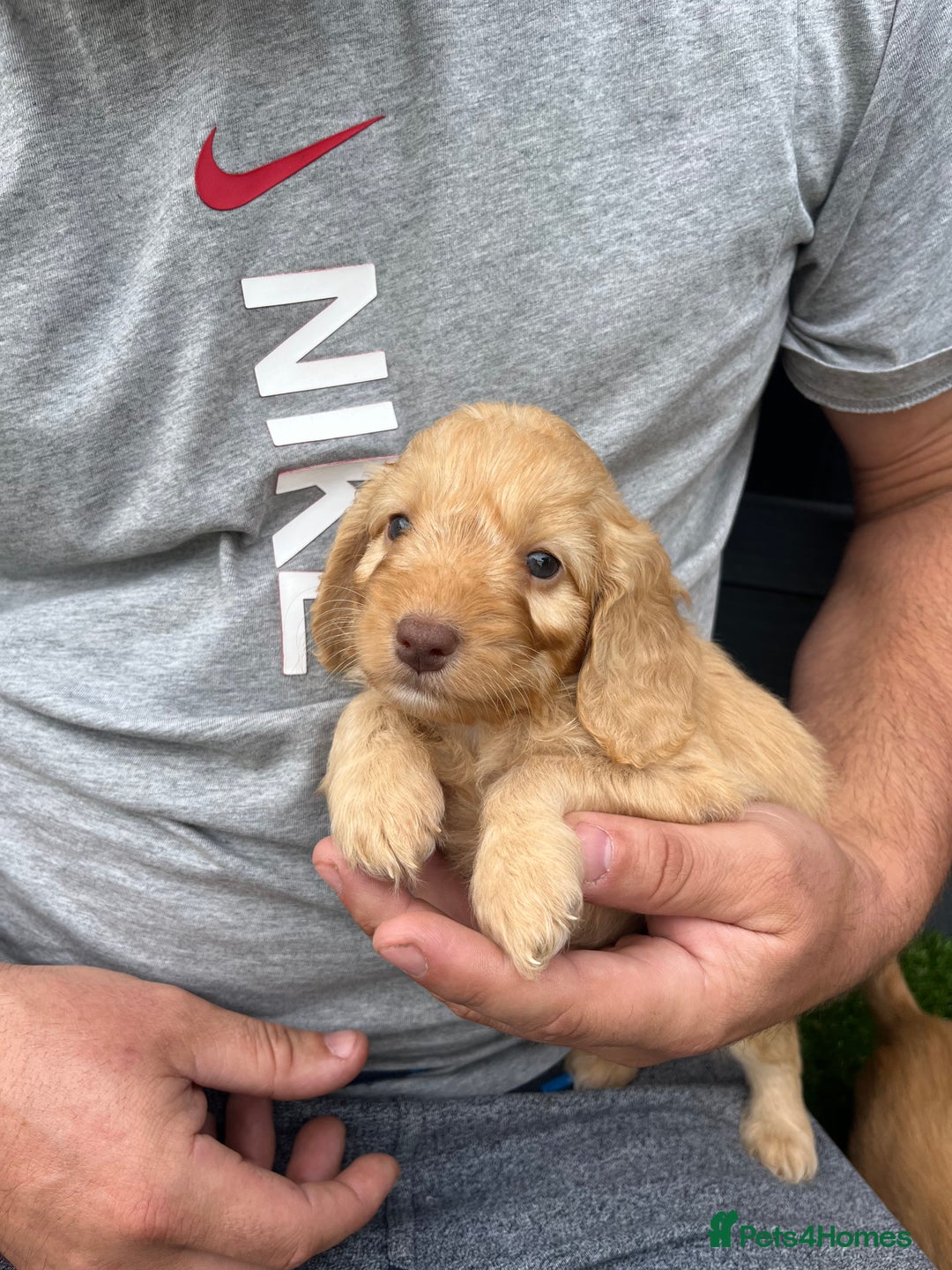 Cockapoo dogs for sale: ⭐️ 7 beautiful cockapoo puppies ⭐️  - Image 4