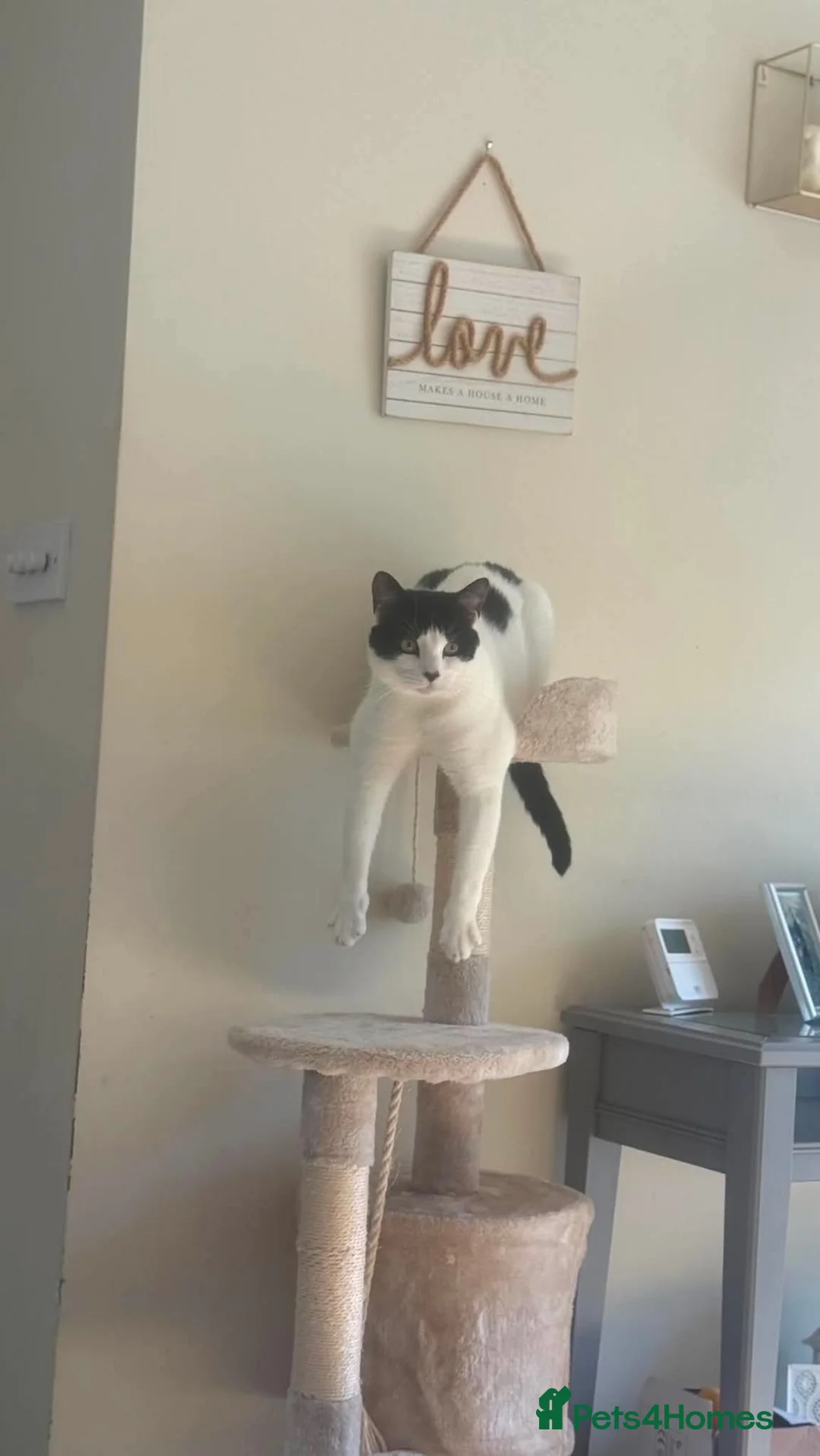 Mixed Breed cats for sale: Male neutered cat in Torquay - Advert 1