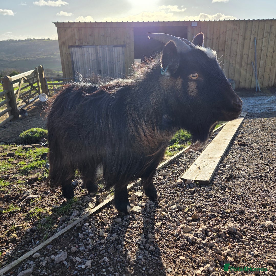 Goats livestock for sale: Pygmy Nanny - Advert 2