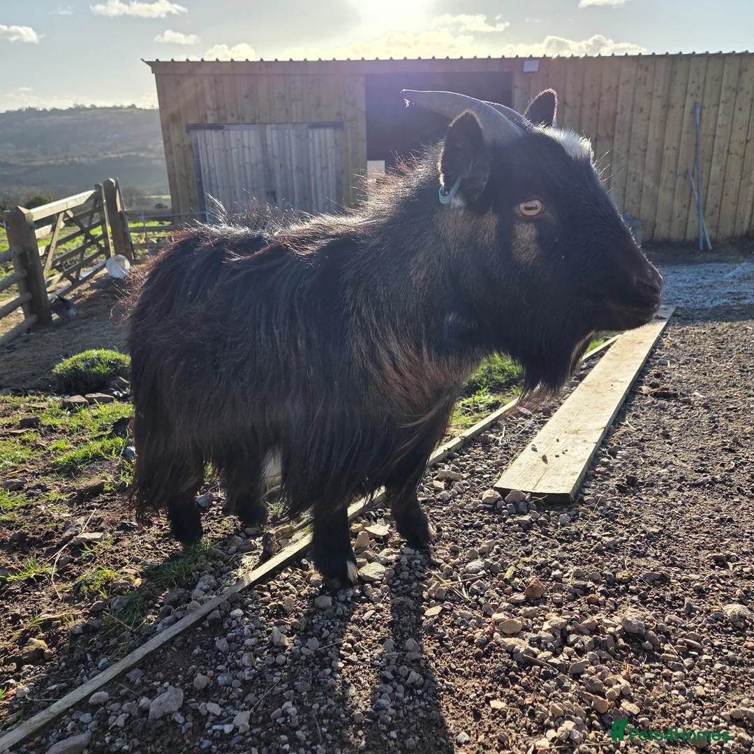 Goats livestock for sale: Pygmy Nanny - Advert 2