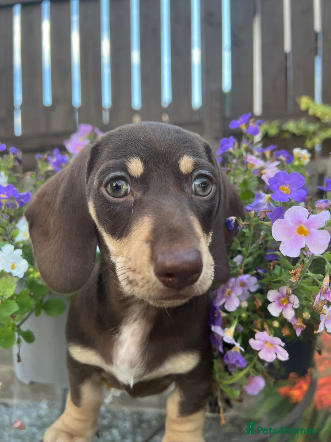 Miniature Dachshund dogs for sale: Stunning Miniature Dachshund Puppies  - Image 3
