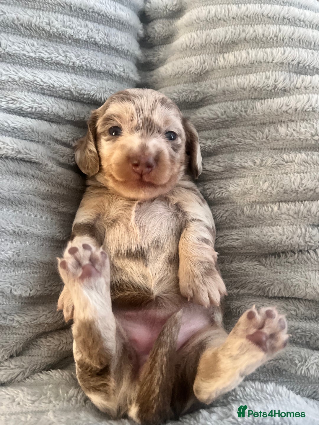 Miniature Dachshund dogs for sale: 🖤🐶Beautiful Miniature Dachshund Puppies🖤🐶!! - Image 37