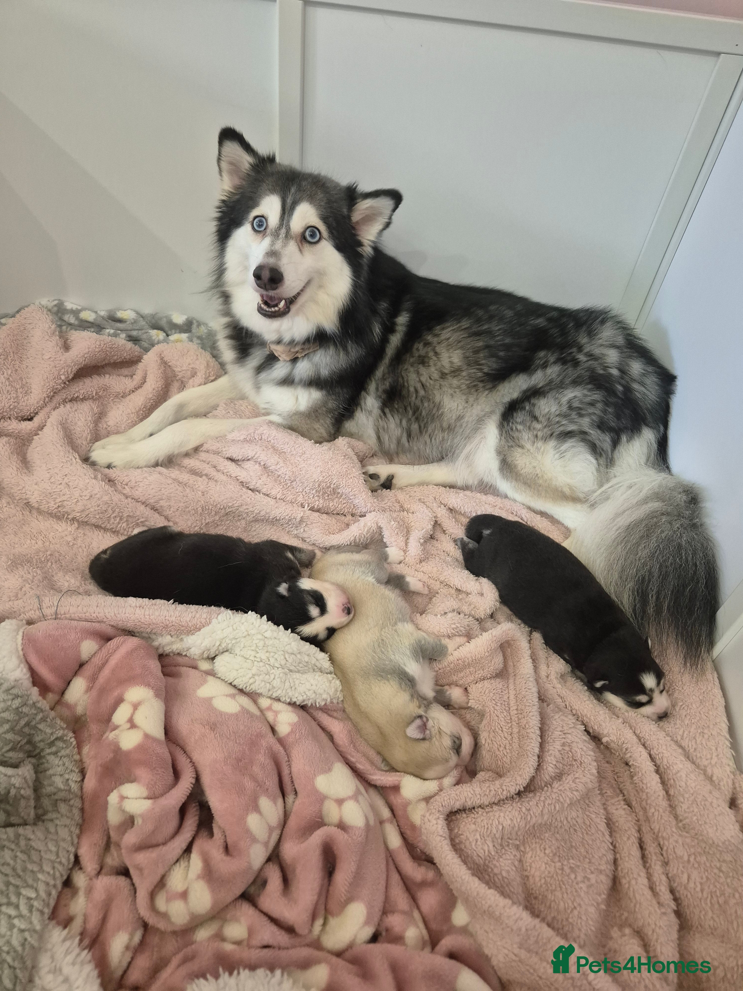 Pomsky dogs The perfect Blue eyed pomskys  - Advert 4