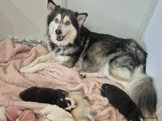 Pomsky dogs The perfect Blue eyed pomskys - Advert 1