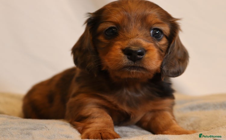 Miniature Dachshund dogs - Advert 5
