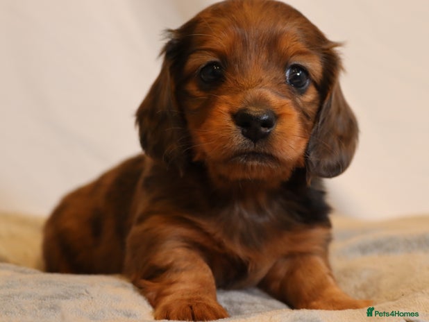 Miniature Dachshund dogs - Advert 5