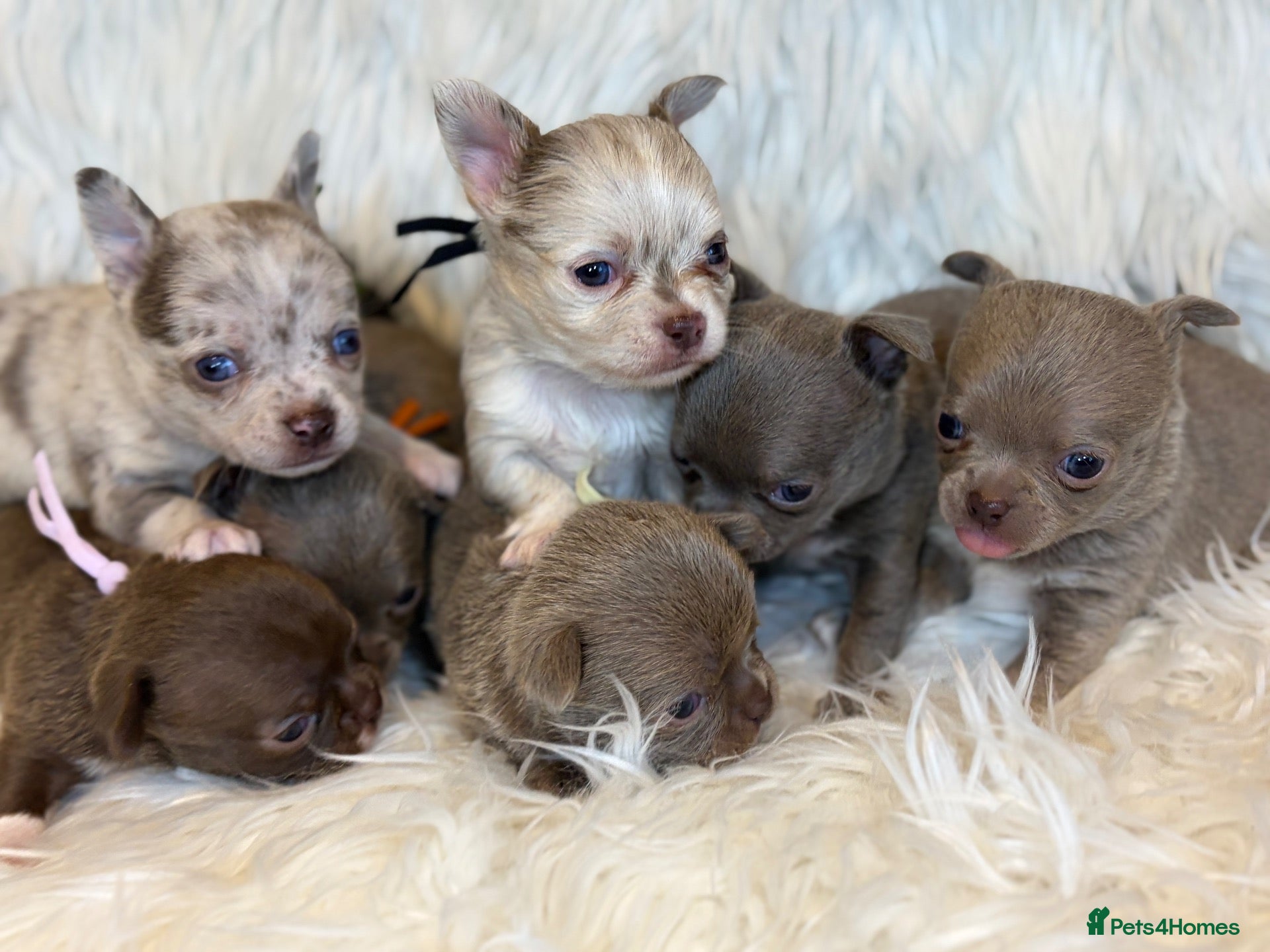 Chihuahua dogs KC REG, DNA HEALTH TESTED, TINY, VERY RARE 🐶😍 - Advert 2