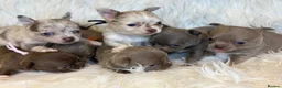 Chihuahua dogs for sale: KC REG, DNA HEALTH TESTED, TINY, VERY RARE 🐶😍 - Advert 37