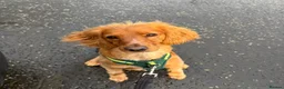 Cockapoo dogs for sale: Rehoming for Milo Cockapoo - Advert 4