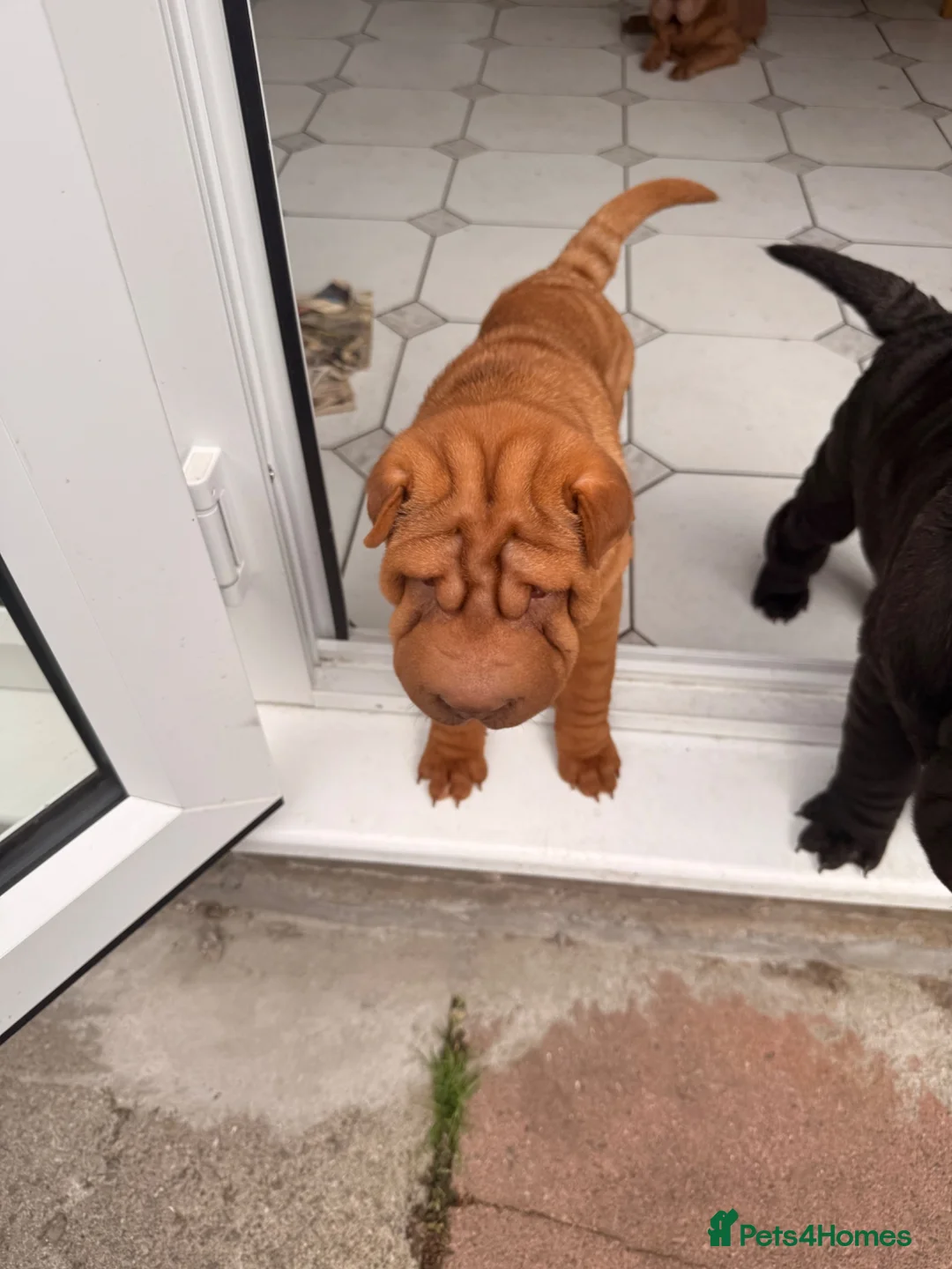 Shar Pei dogs for sale: Shar pie  - Advert 2