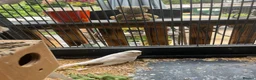 Budgerigars birds for sale: Budgies and cage - Advert 2