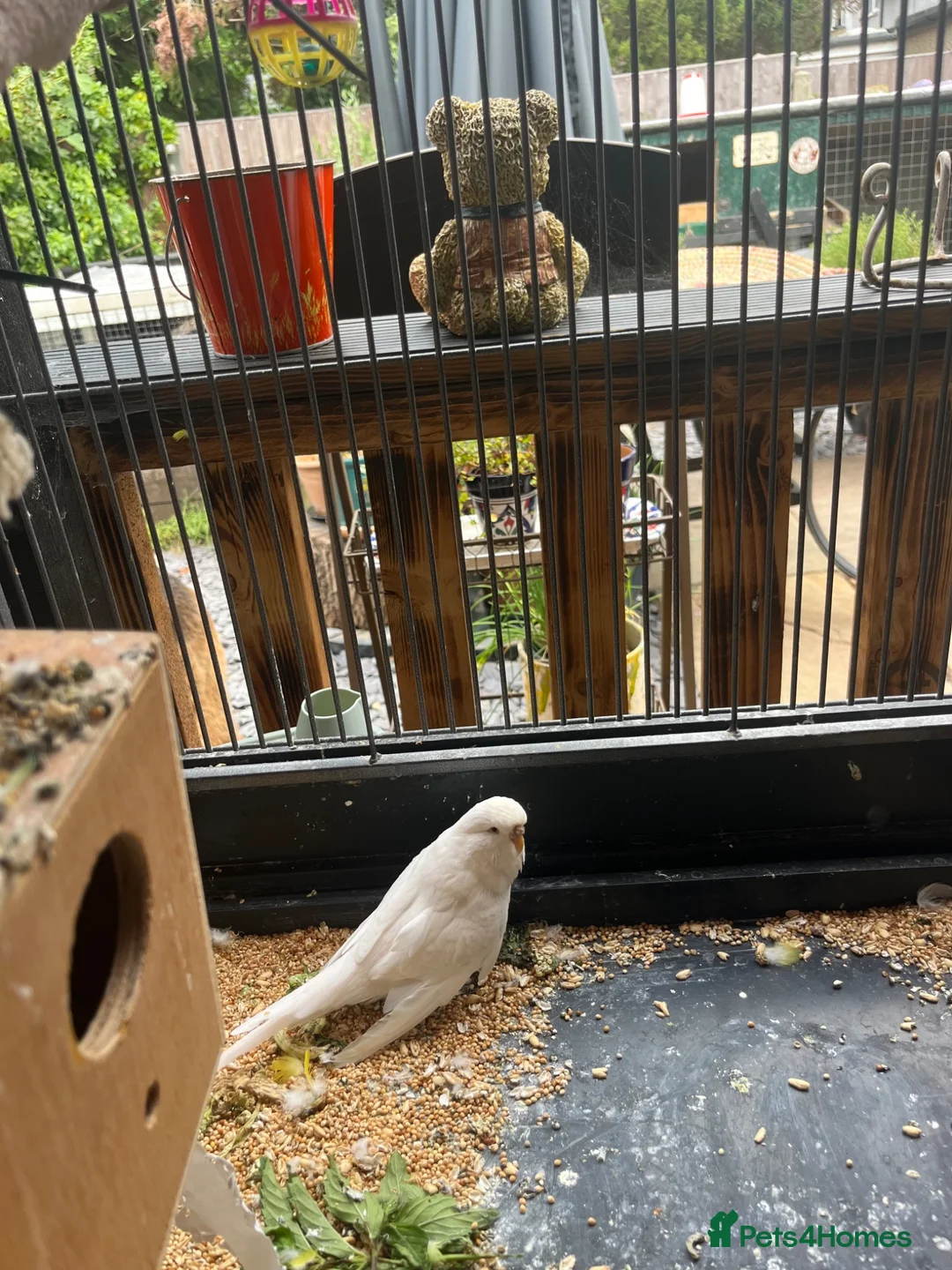 Budgerigars birds for sale: Budgies and cage - Advert 2