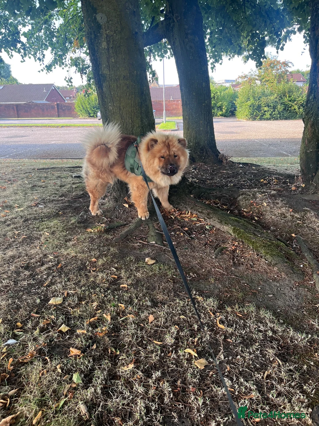Chow Chow dogs for sale: Mikey the chow  - Advert 6