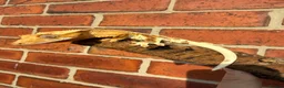 Gecko reptiles for sale: Crested Geckos  - Advert 6