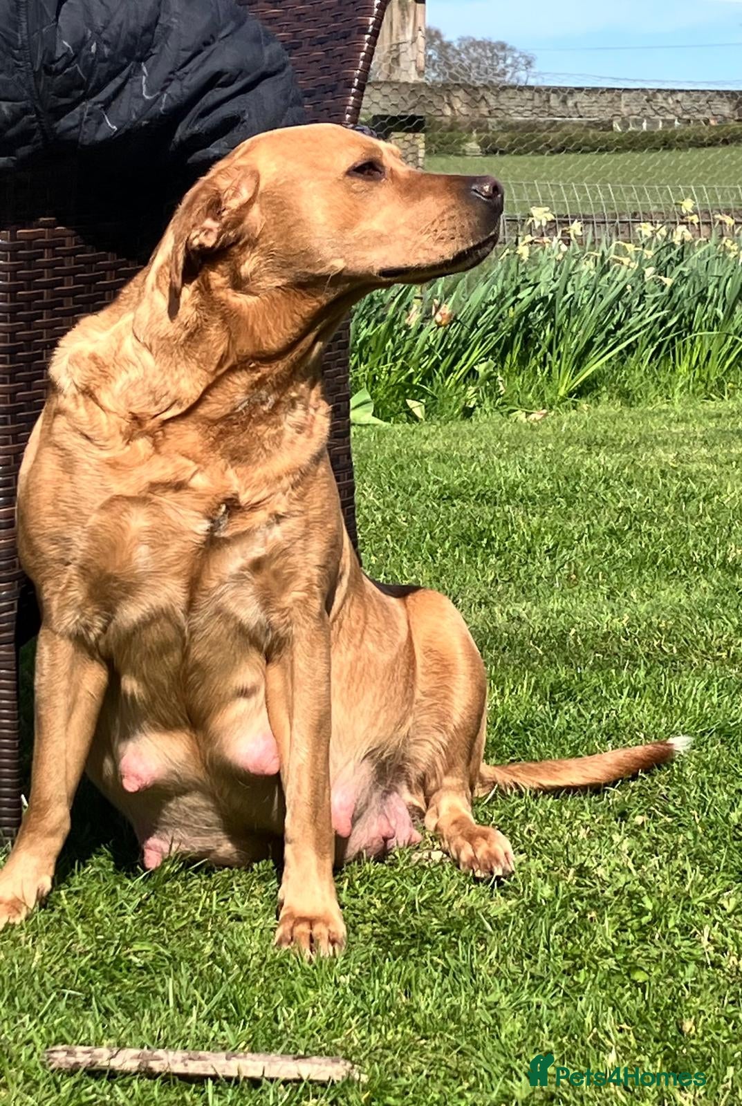 Labrador Retriever dogs for sale: Fox Red Labrador Puppies ready 05.06.26 - Advert 2