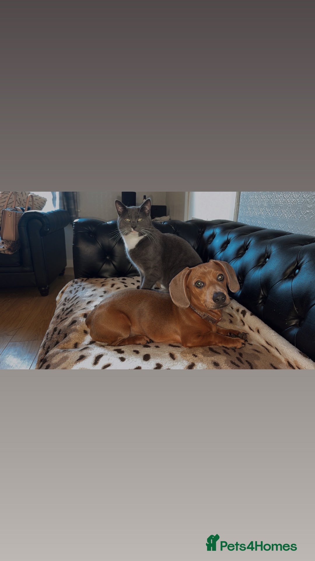 Mixed Breed cats for sale: Lovely Cat Cliff Needs Rehoming - Advert 3