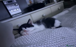 Mixed Breed cats for sale: 3 ragdoll mix kittens  - Image 12
