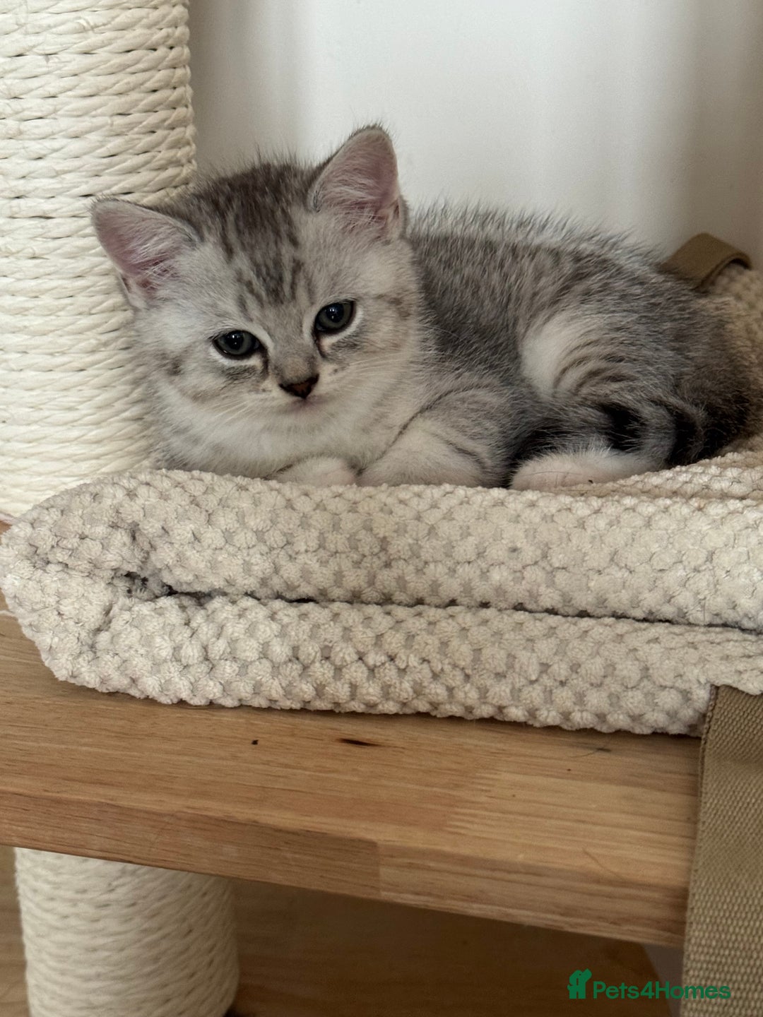 British Shorthair cats for sale: British shorthair x kittens for sale - Image 14