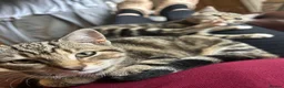 Mixed Breed cats for sale: Beautiful tabby girls  - Advert 2
