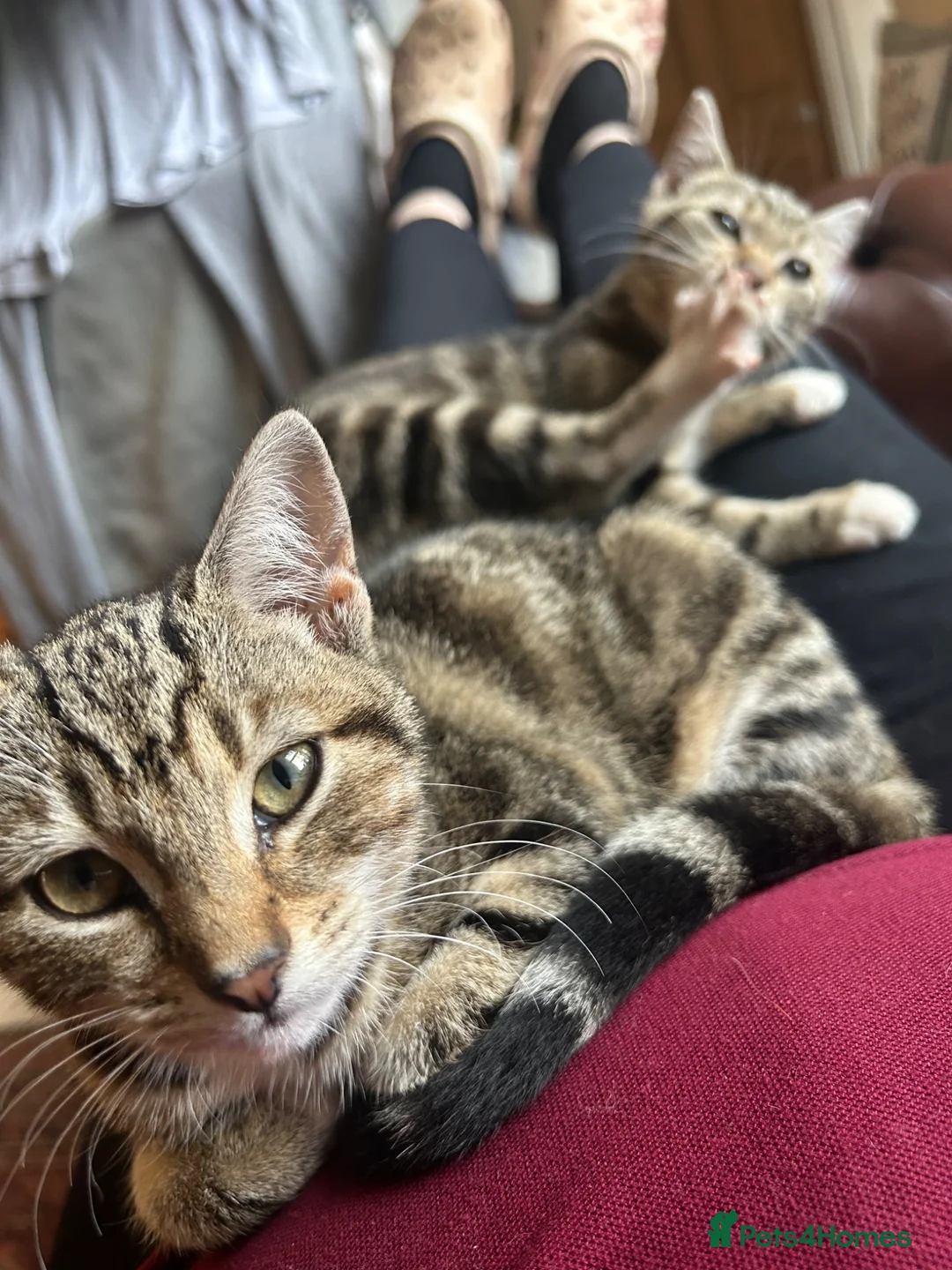 Mixed Breed cats for sale: Beautiful tabby girls  - Advert 2