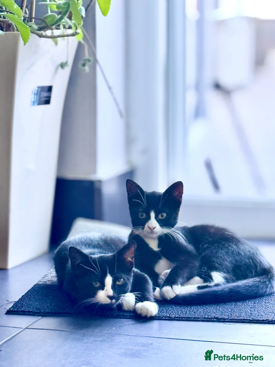 Mixed Breed cats for sale: Adorable brother and sister kittens for sale  - Advert 2