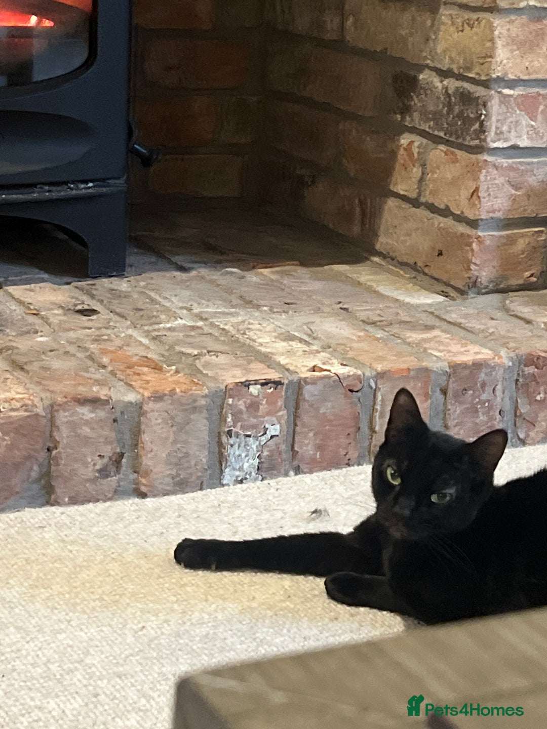 Domestic Shorthair cats for sale: Two Loving Sister Cats Need a New Home  - Image 5
