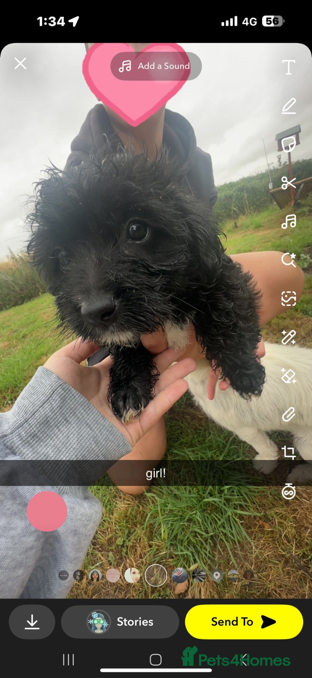 Jackapoo dogs for sale: Jackapoo puppies x7 - Image 6
