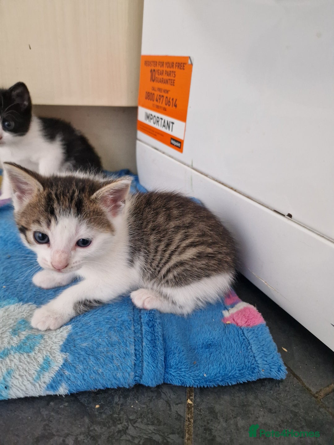 Mixed Breed cats for sale: Female kitten  - Image 2