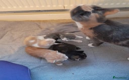 Domestic Shorthair cats for sale: 4 little fluff balls for sale adorable 💙💙 - Advert 2