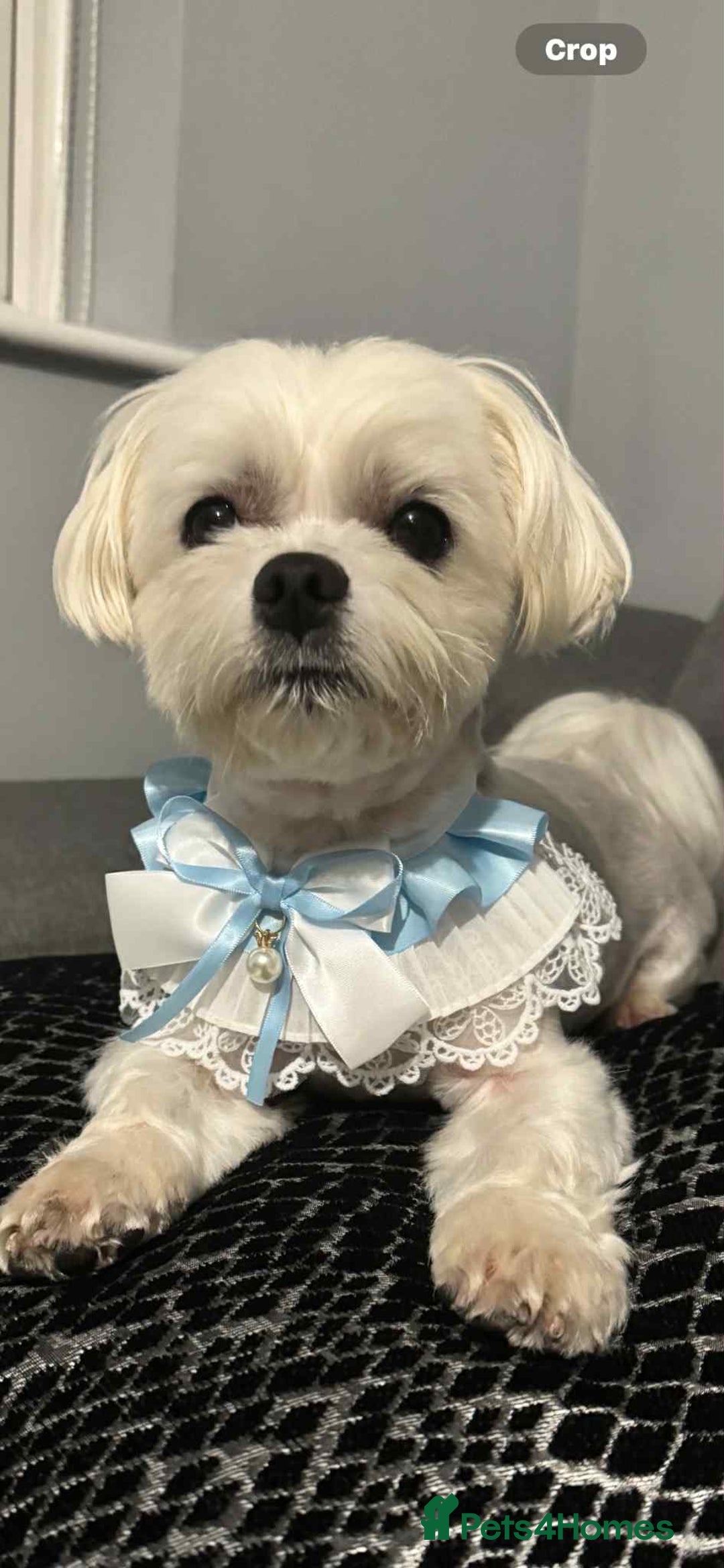 Maltese dogs for sale: Adult pedigree Maltese couple. KC registered. - Advert 6