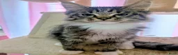 Maine Coon cats for sale: Mainecoon x Ragdoll kittens,read full description  - Advert 9