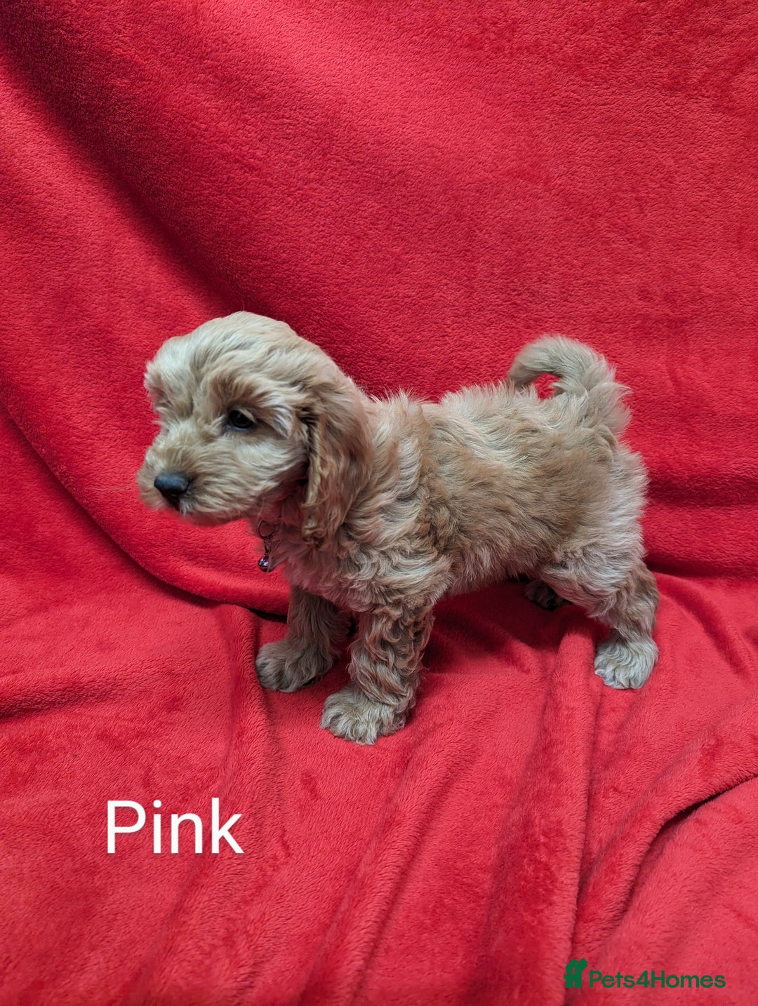 Sproodle dogs for sale: Beautiful F1b Sproodle Pups, 4 Boys & 4 Girls - Image 1