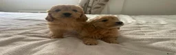 Cockapoo dogs for sale: Cockapoo puppies - Advert 5