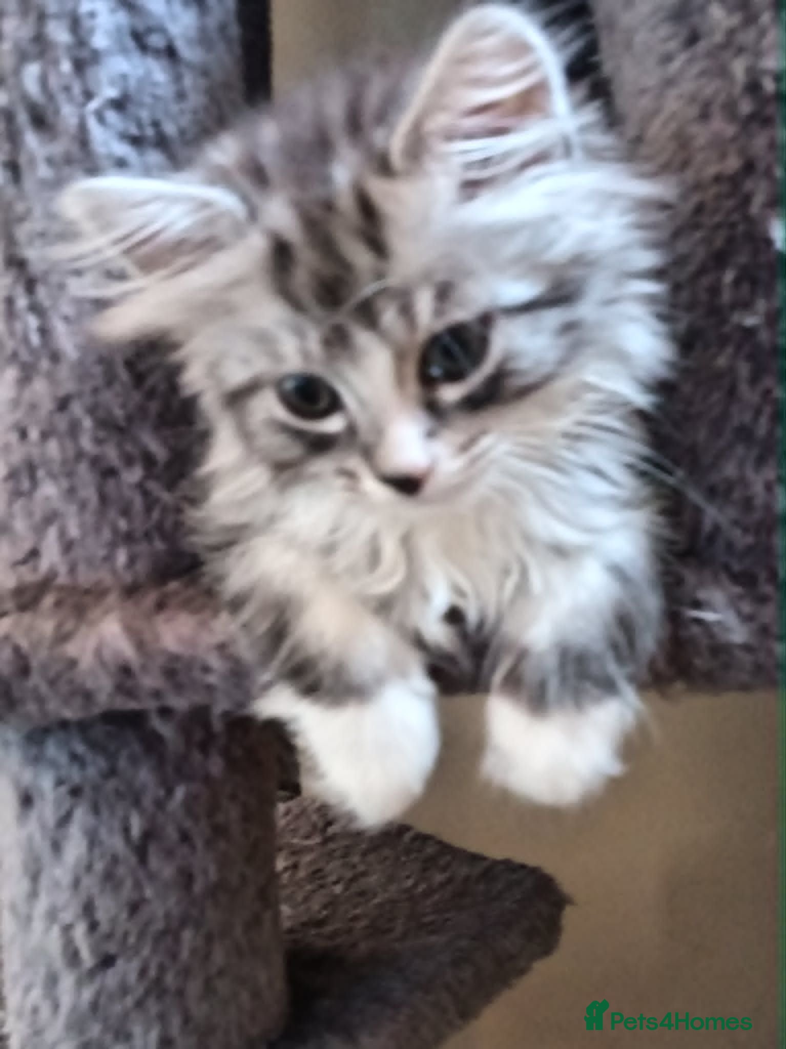 Mixed Breed cats Mixed race norwigen forest kittens!  - Advert 10