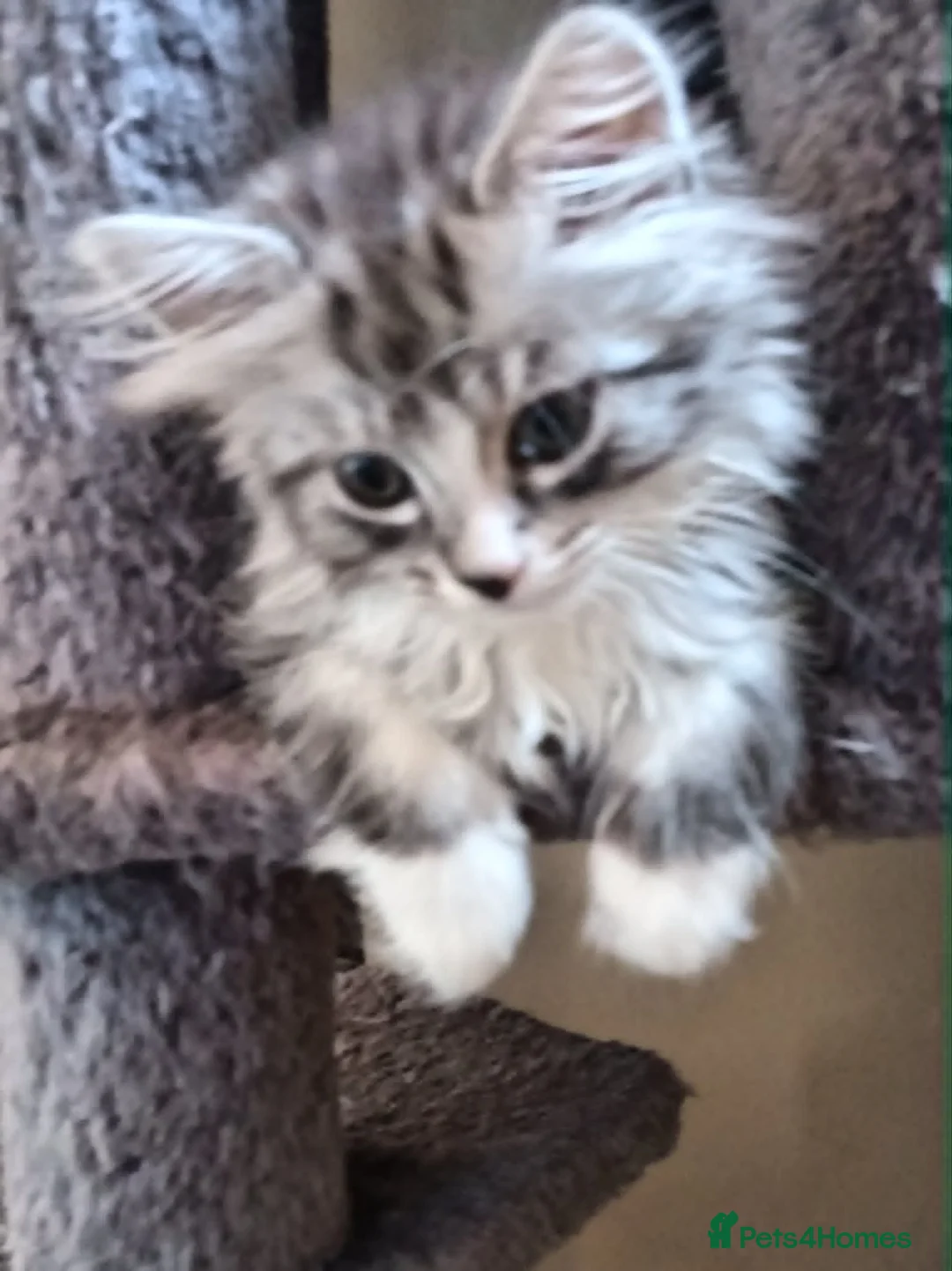 Mixed Breed cats for sale: Mixed race norwigen forest kittens!  - Advert 1