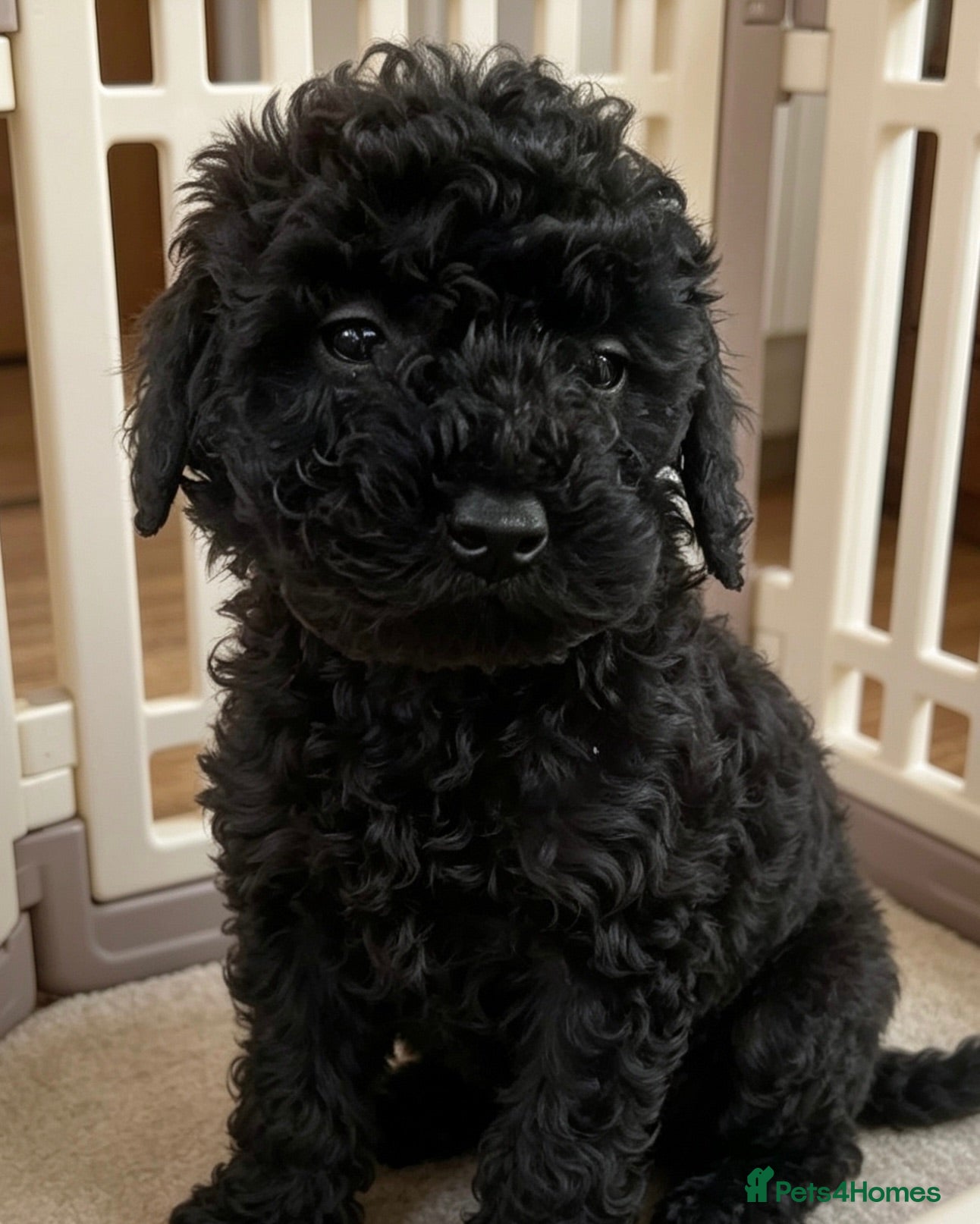 Toy Poodle dogs Toy poodle girl - Advert 6