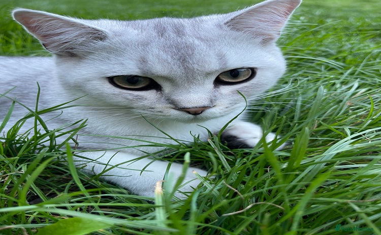 Scottish Fold cats - Advert 12