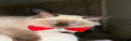 Ragdoll cats for sale: Family Raised Ragdoll Kittens} - Advert 6